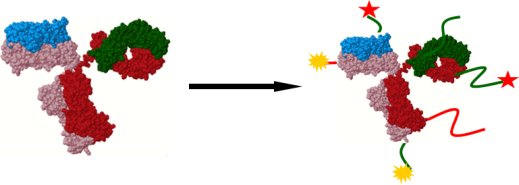 Biopolymer bioconjugation service