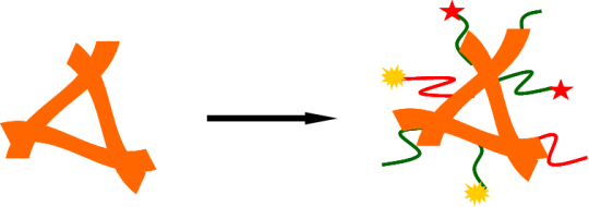 Biopolymer bioconjugation service