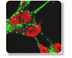 Bioactive Molecules